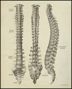 The Spinal Column