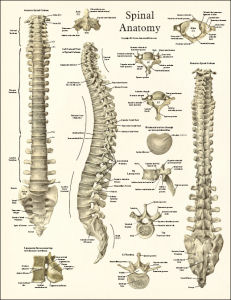 DCFirst Chiropractic Spine and Skeleton Models