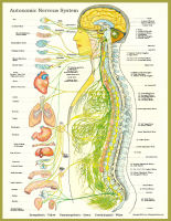 DCFirst Chiropractic Spine and Skeleton Models