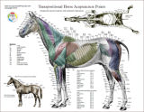 Horse Equine Acupuncture Point Location Posters