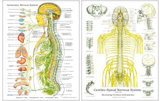 DCFirst Chiropractic Spine and Skeleton Models