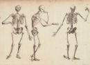 Anatomical Studies Prints