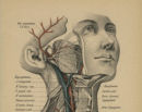 Vintage Anatomical Prints