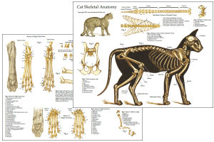 Cat Anatomy Charts and Posters