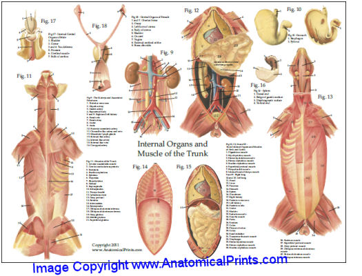 Dog Internal Anatomy Chart