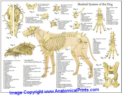 Dog Skeletal Anatomy Chart