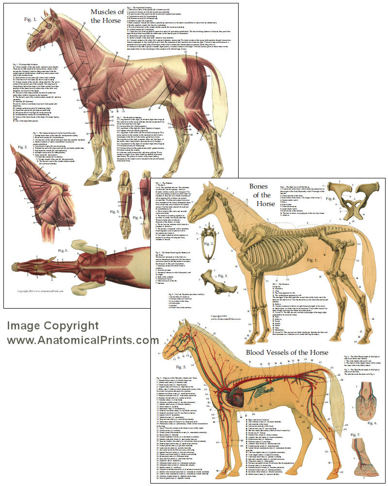Horse Anatomy Chart 8 X 11