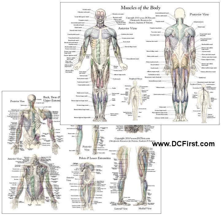 Labeled Anterior And Posterior Muscles Of The Body : Muscles Of The