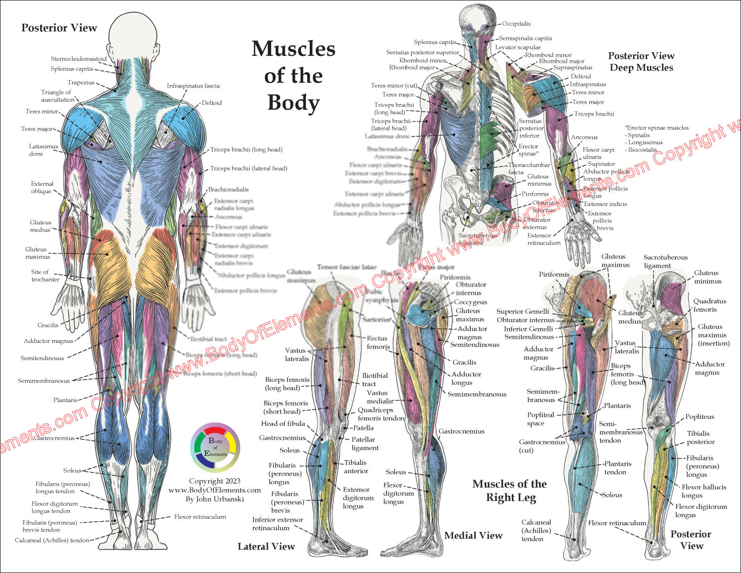 Posterior Muscle Anatomy Chart