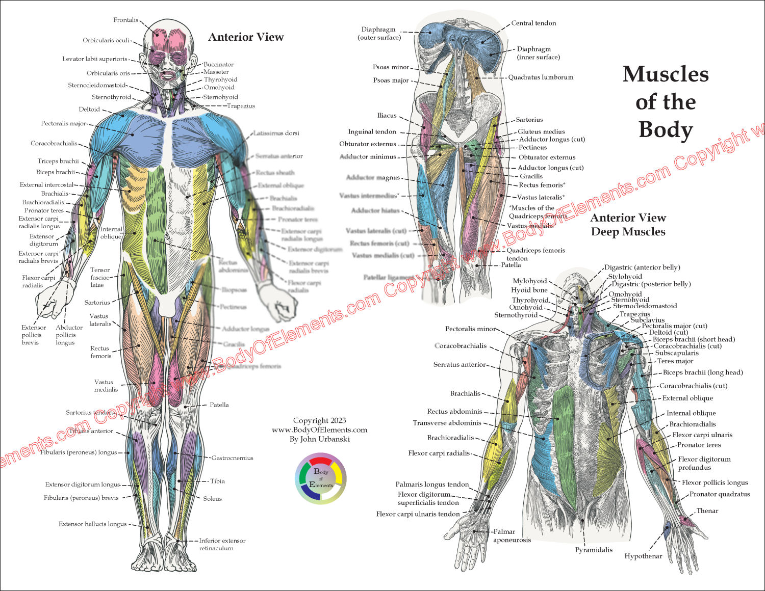  Anterior Muscle Anatomy Chart