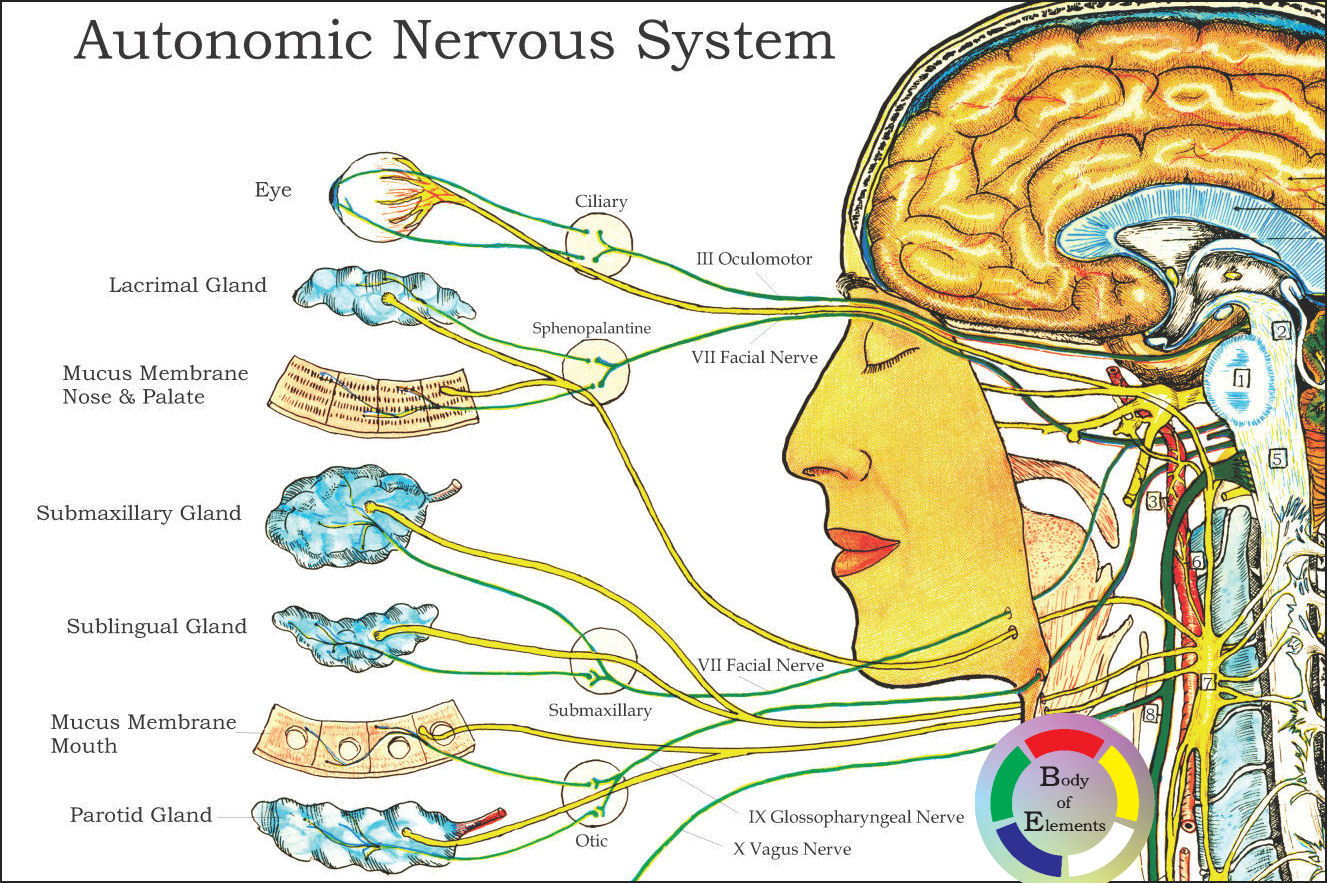 Autonomic Spinal Nervous System Poster