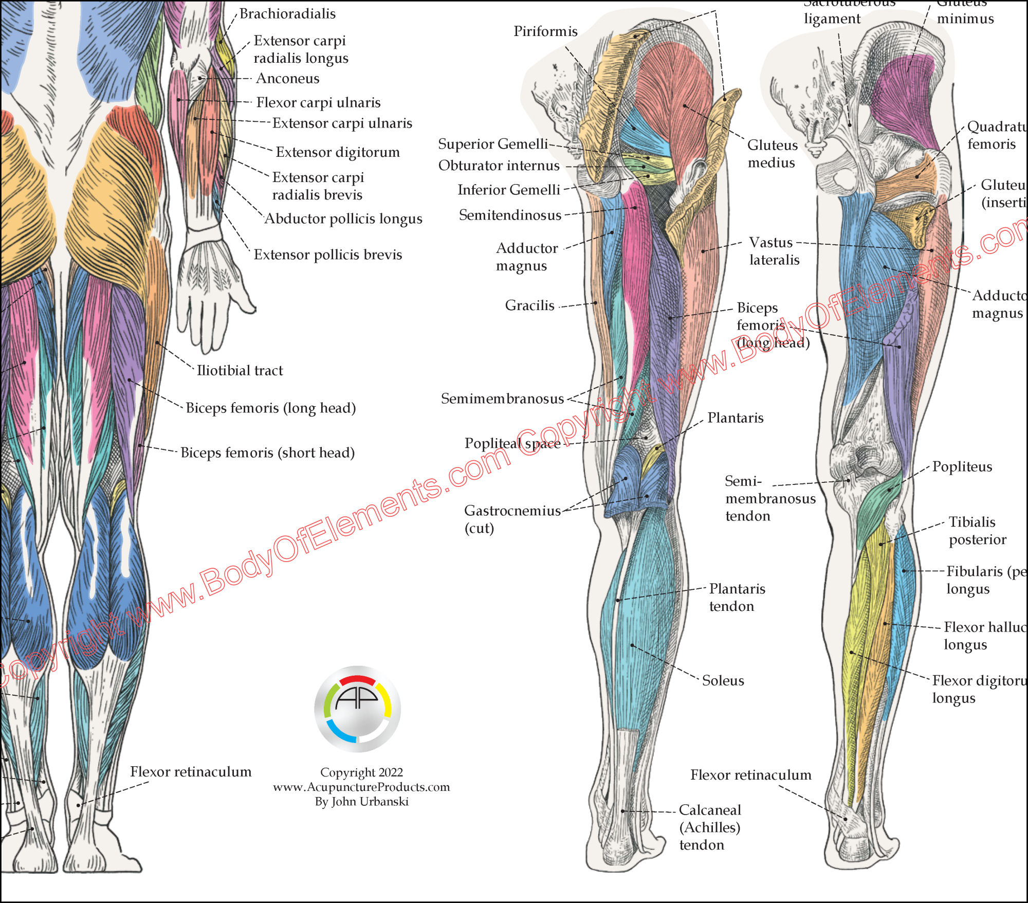 Muscle Anatomy Poster