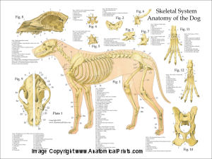 Dog Anatomical Charts and Posters