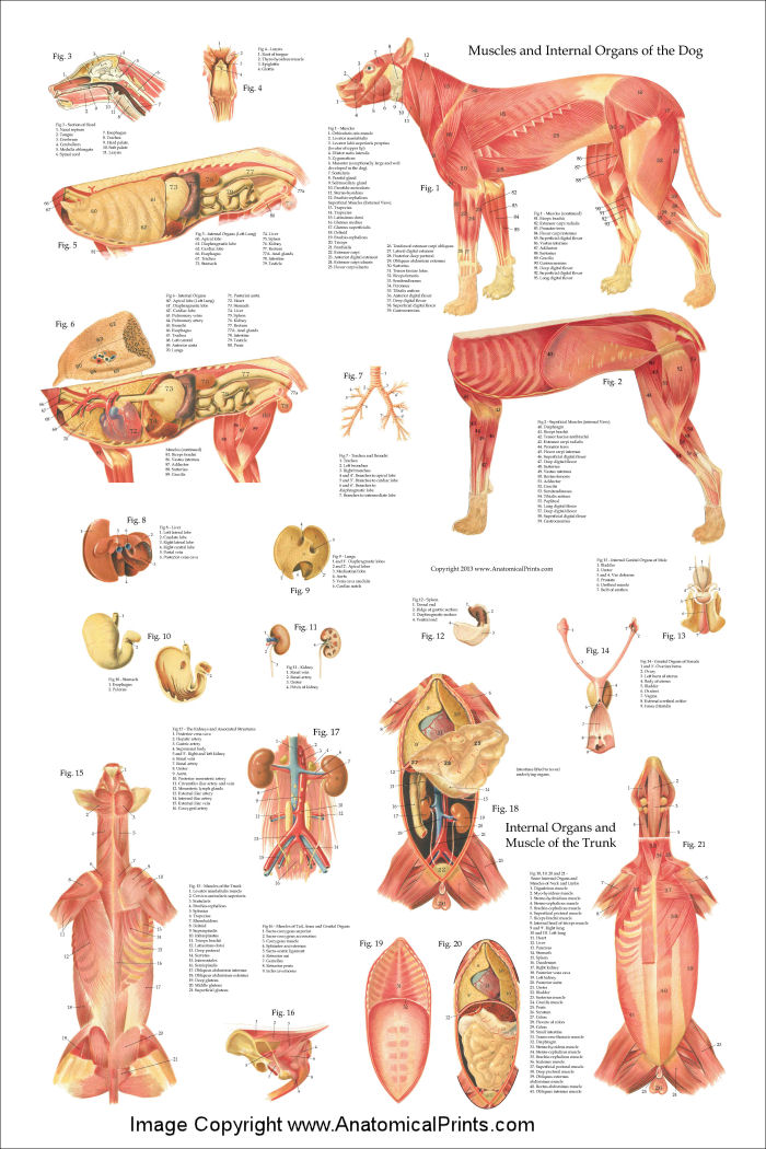 Dog Anatomy Poster