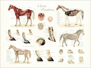 Horse Anatomical Charts and Posters