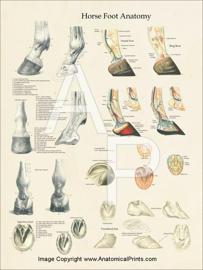 Horse Foot Anatomy Poster