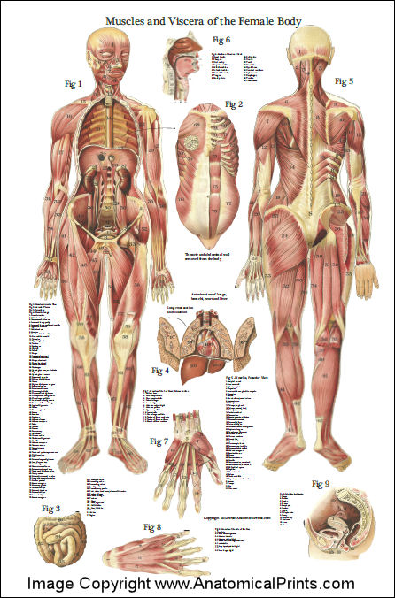Female Muscle Anatomy Poster