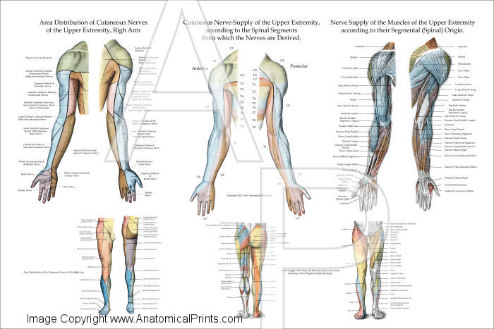 Nerve Innervation of Upper Extremities Poster