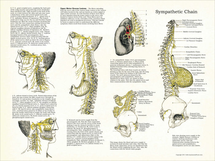 Osteopathic Poster