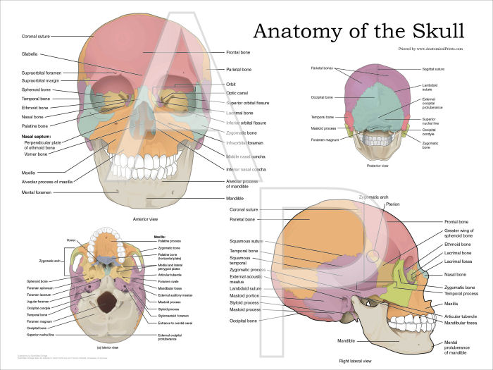 Human Teeth Anatomy Chart
