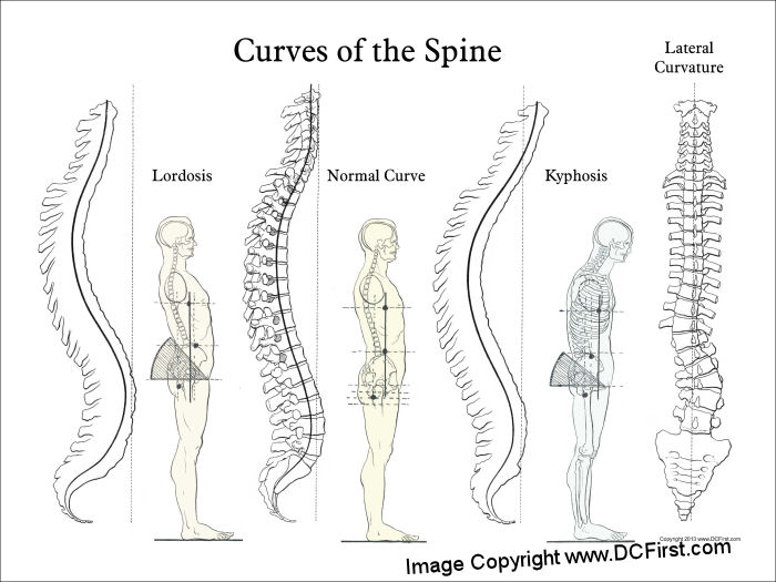 Curves of the Spine Poster
