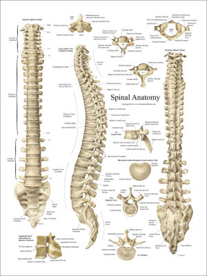Science Diagram Pillow Spine / Spinal Anatomy / Spinal Cord / Vertebrae /  Chiropractor Gift / Chiropractic / Orthopedic Doctor Gift 