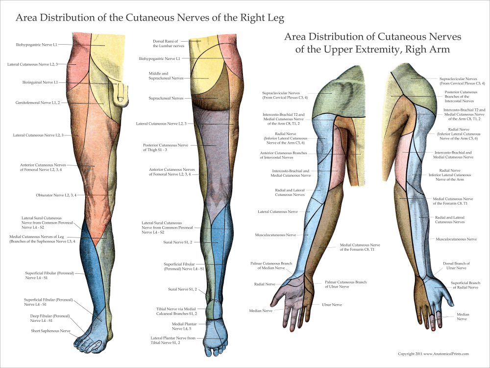 Upper & Lower Extremity Poster