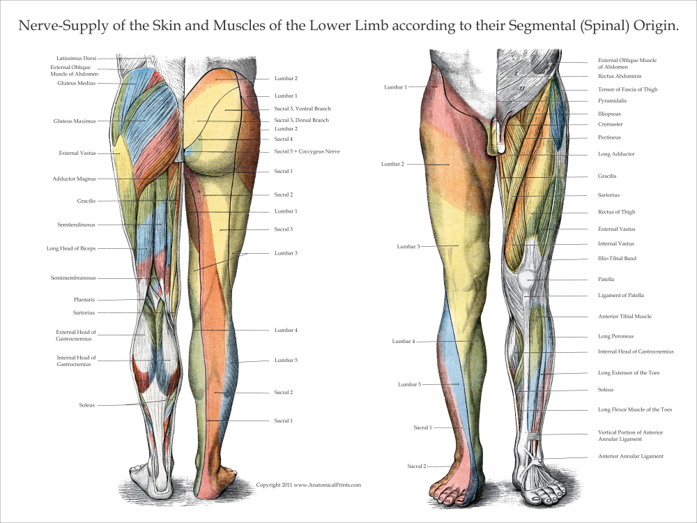 Lower Extremity Poster
