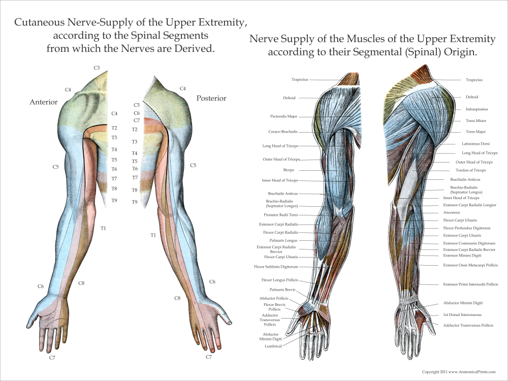 Upper Extremity Poster