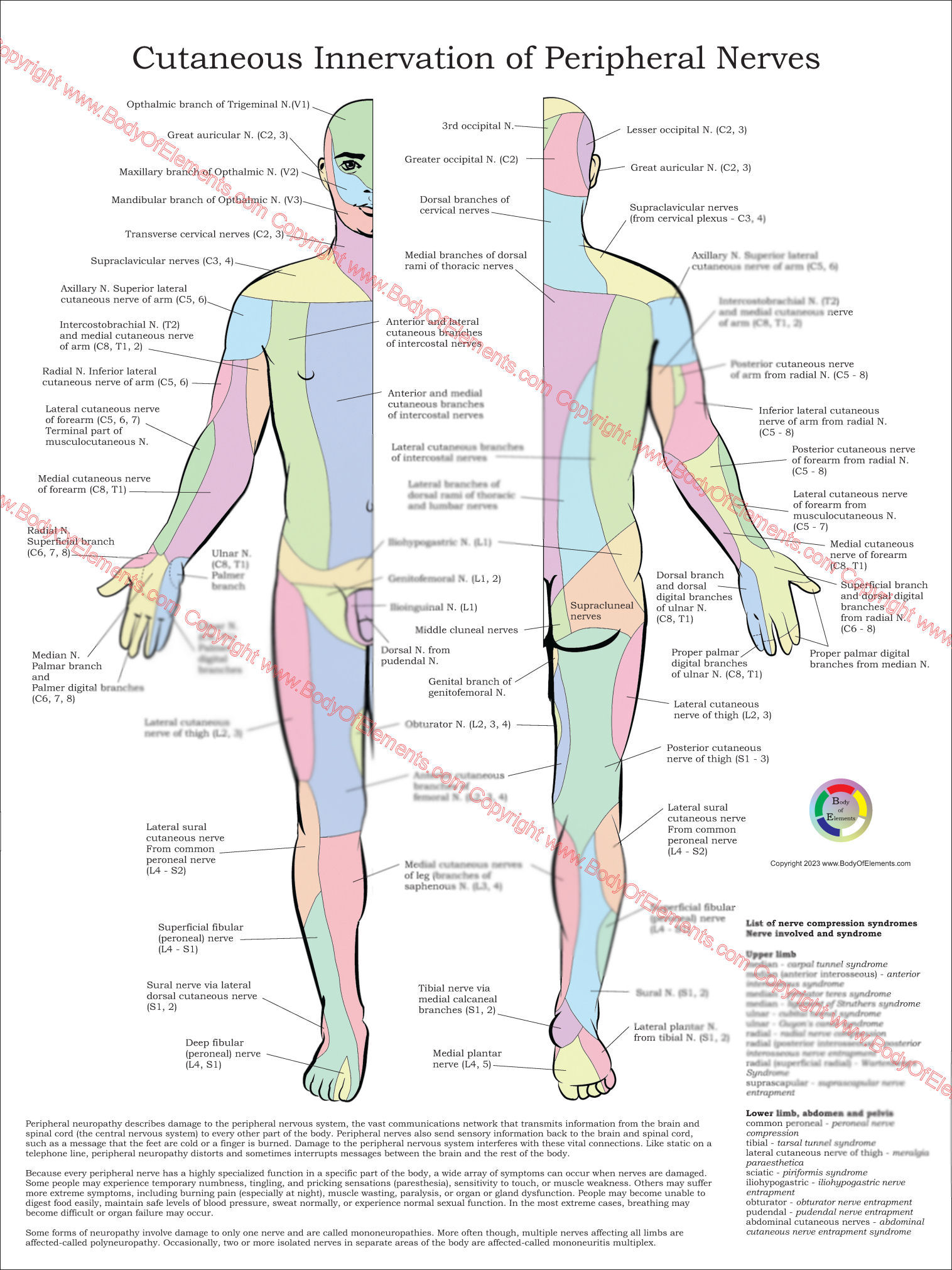 Peripheral Nerves Poster