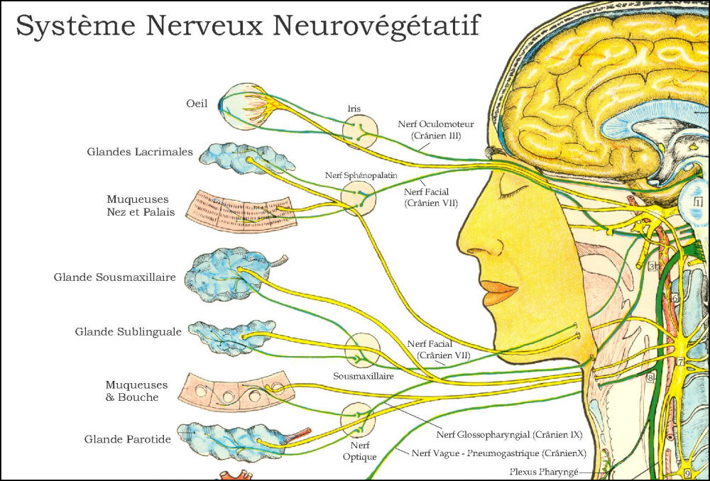 Autonomic Nervous System Poster
