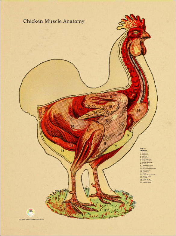 Chicken Muscle Anatomy Poster