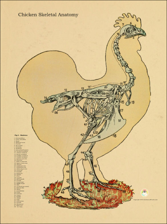 Chicken Skeletal Anatomy Poster