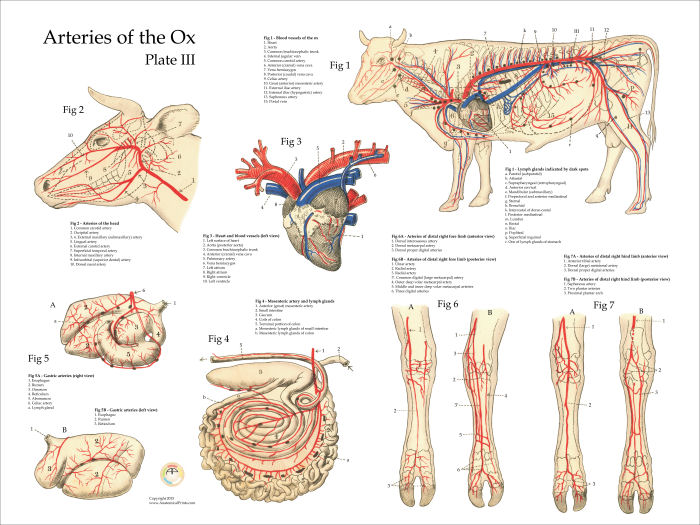 Cow Artery Anatomy Poster