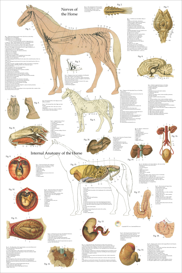 Horse Anatomy Nervous System and Organs Poster
