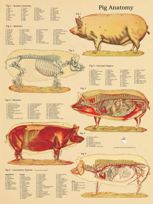 Pig Anatomy Posters