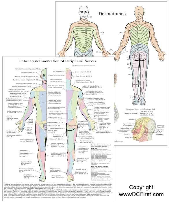 Dermatome Peripheral Nerves Chart