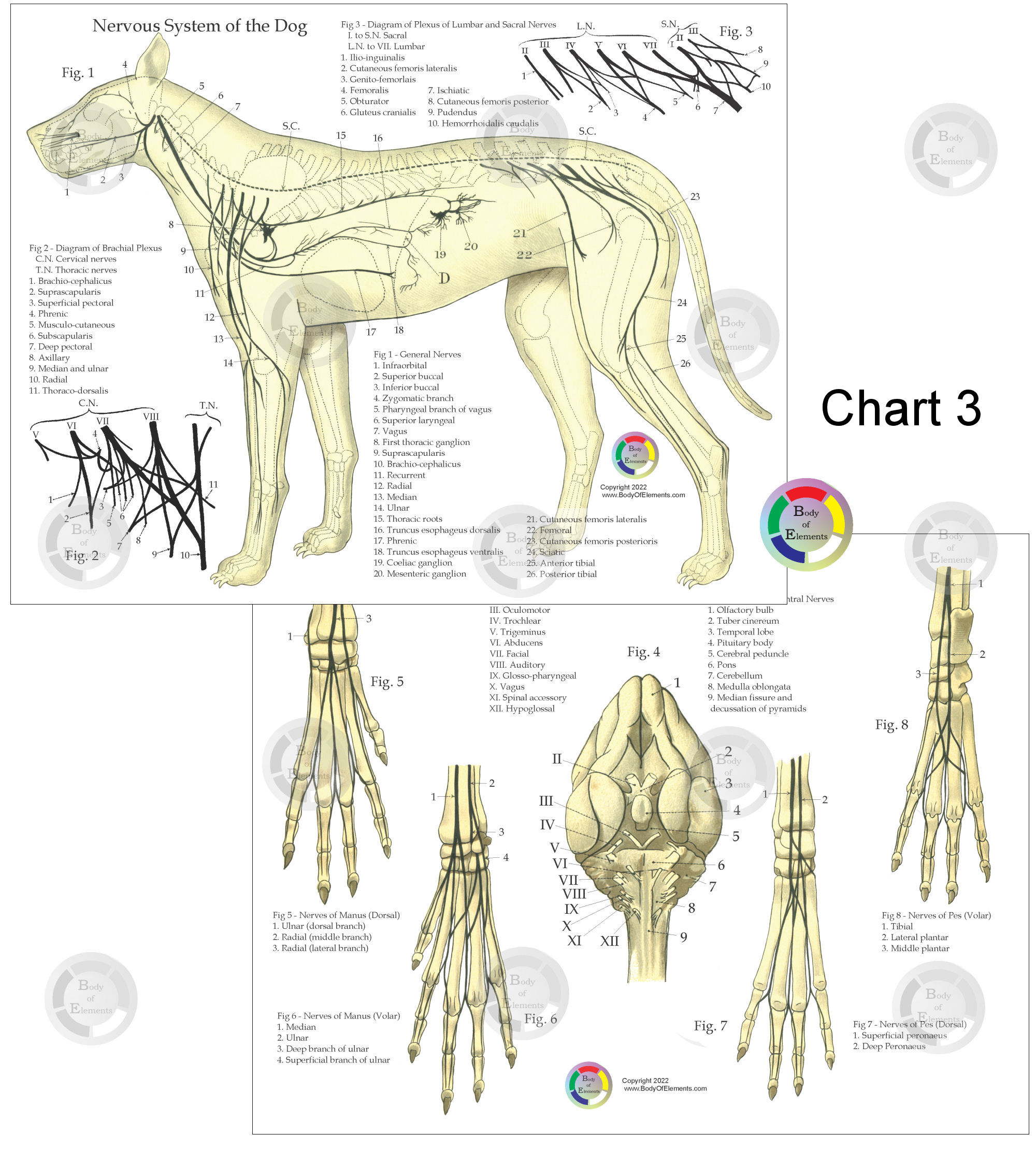 Dog Nervous System Chart