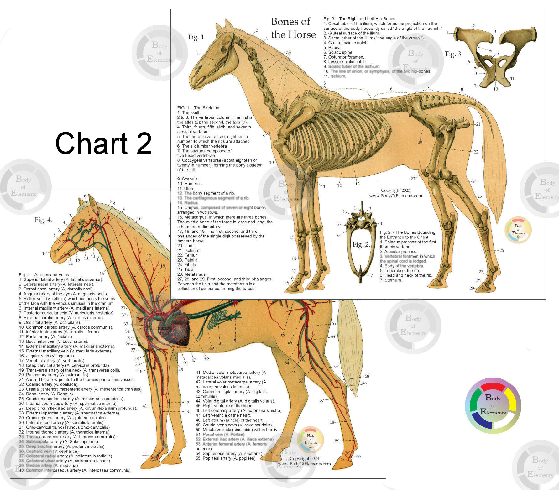 Horse Skeletal Anatomy Chart