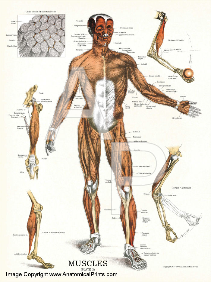 Muscular Anatomy Poster