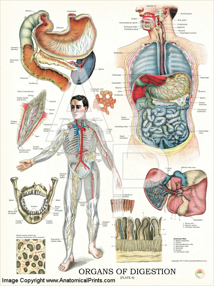 Organs of Digestion Anatomy Poster